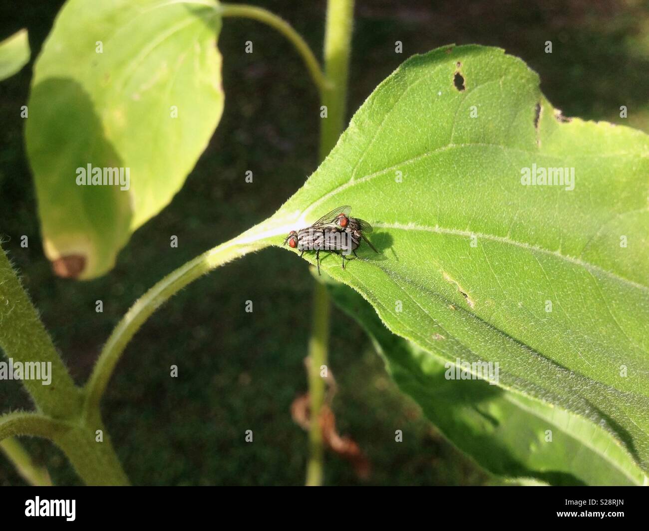 Flies mating on a sunflower leaf - Smartphone Captured Stock Image