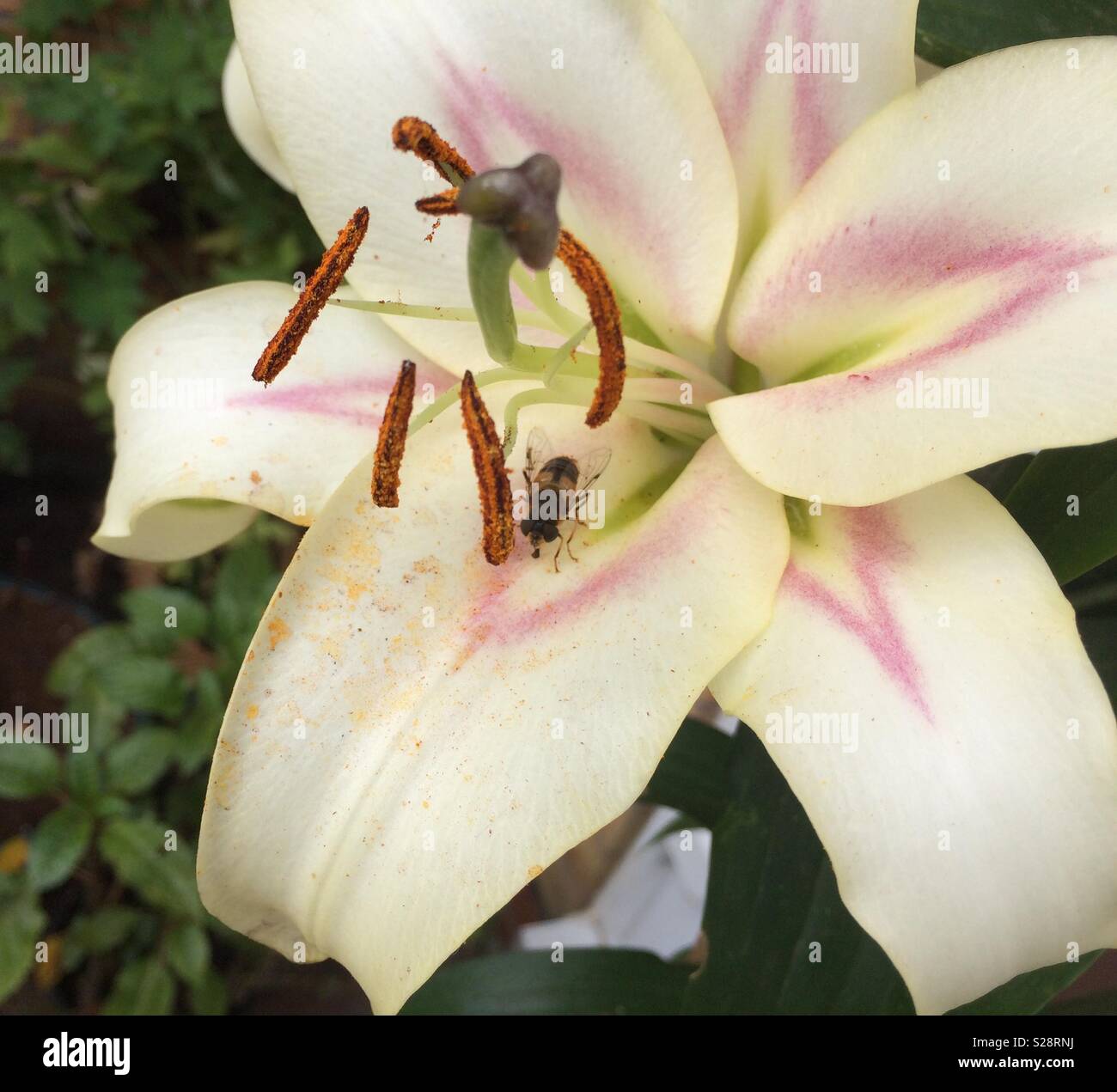Bee on lily hi-res stock photography and images - Alamy