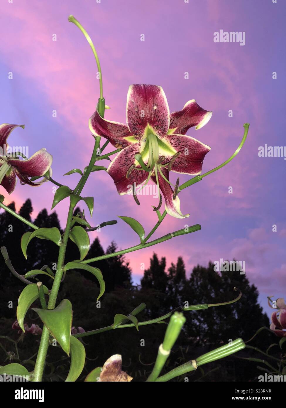 Sunset lily hires stock photography and images Alamy