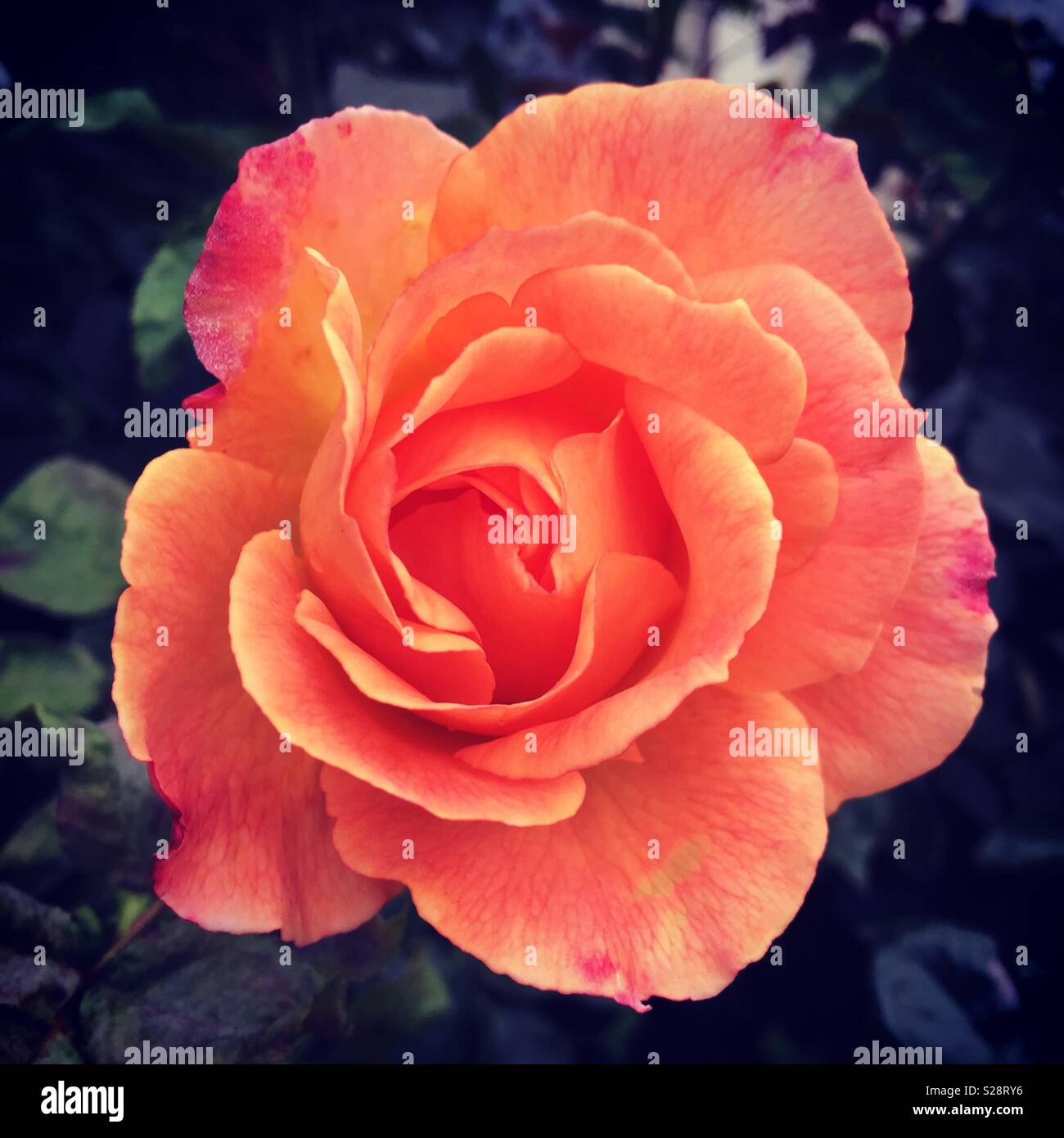A rose by any other name Stock Photo Alamy