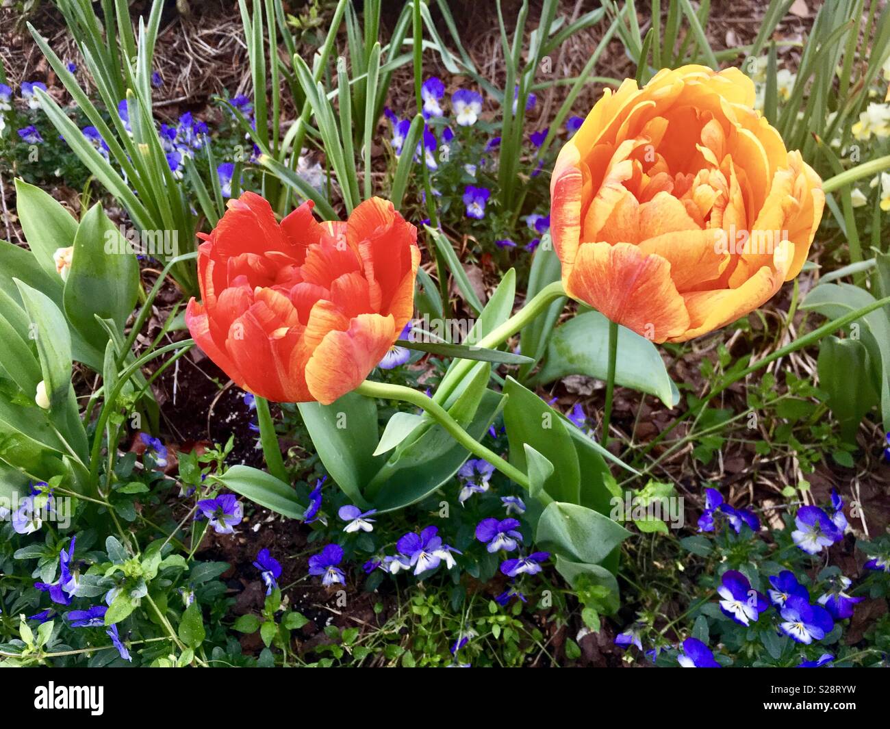 Peony tulips, also known as double tulips, growing amid purple flowers in spring. Stock Photo