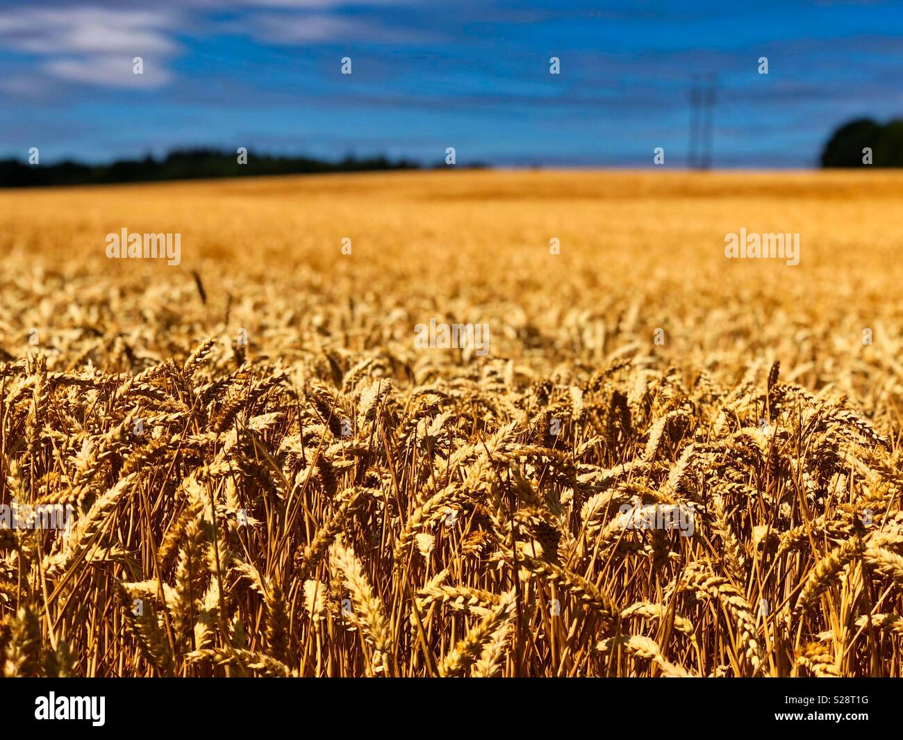 Golden Summer Wheat Field Stock Photo