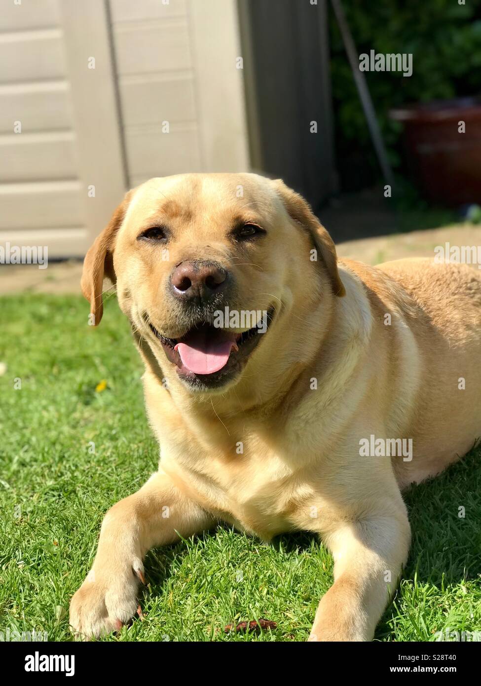 Dog sunbathing in the garden! Stock Photo Alamy
