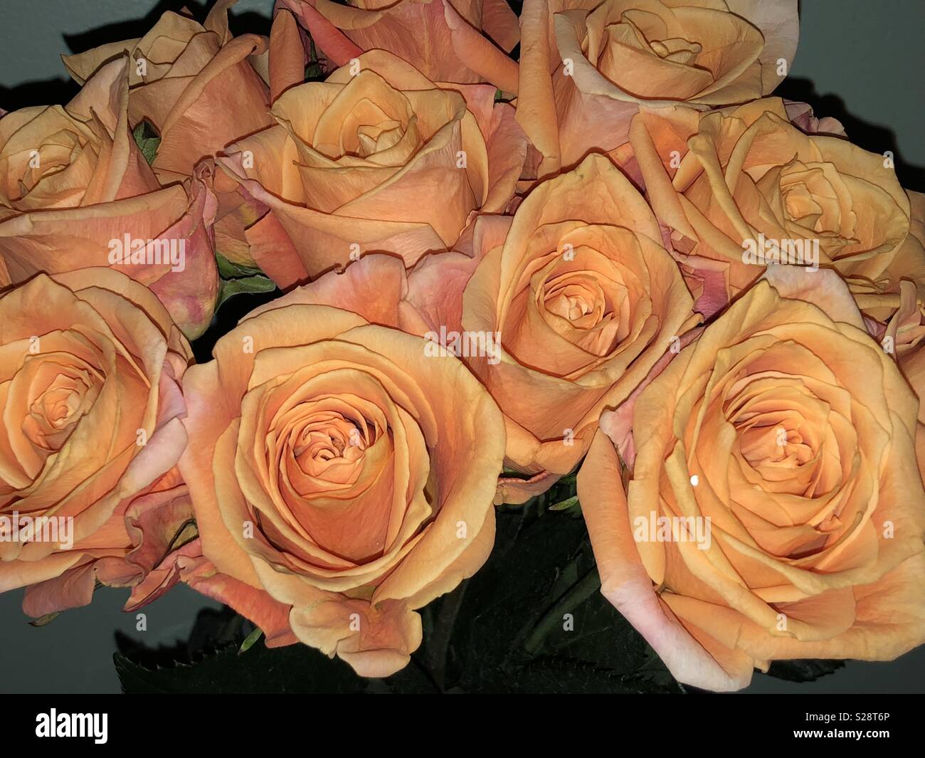 Apricot roses hires stock photography and images Alamy
