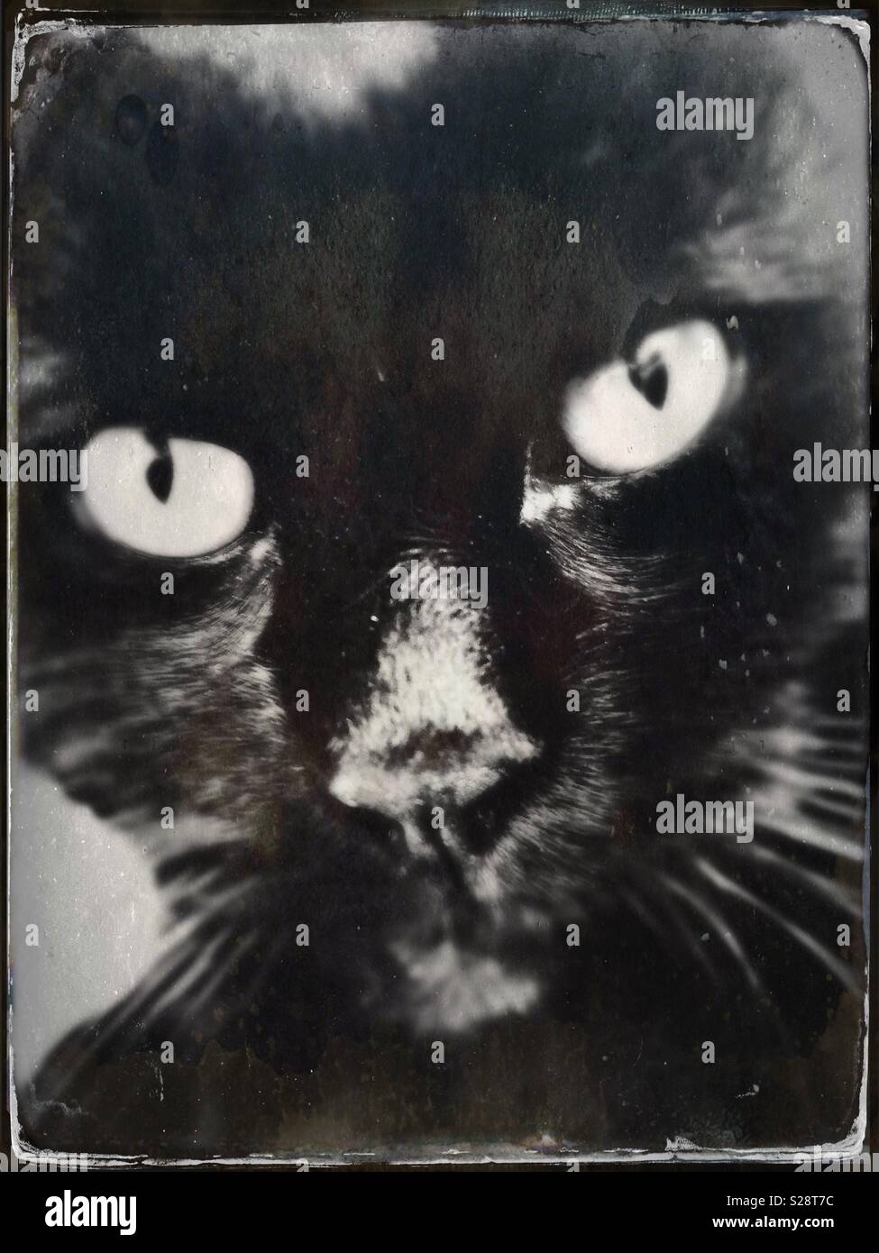 Black cat portrait - Smartphone Captured Stock Image