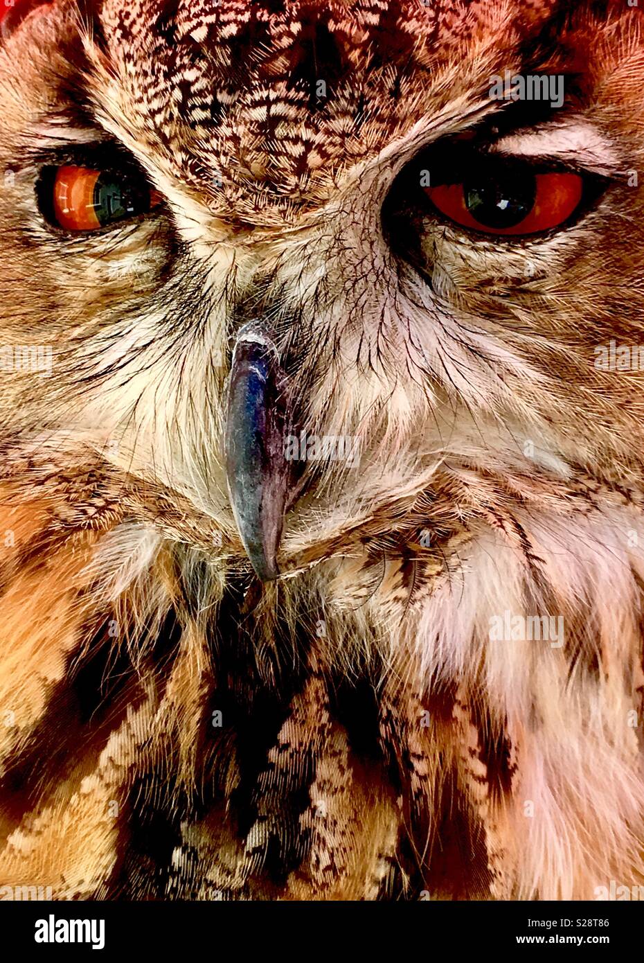 Squinting Owl - Smartphone Captured Stock Image