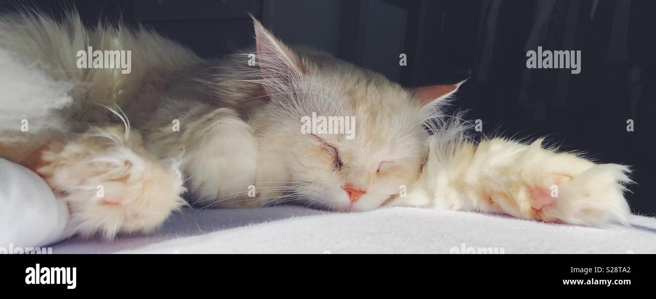 cat from saudi arabia Stock Photo Alamy