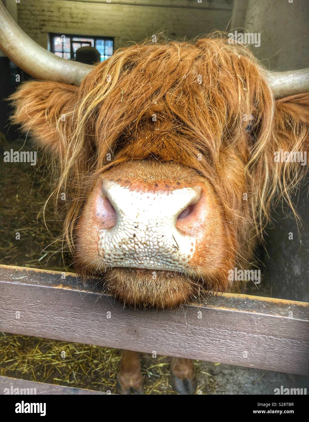 Ginger Cow High Resolution Stock Photography And Images Alamy