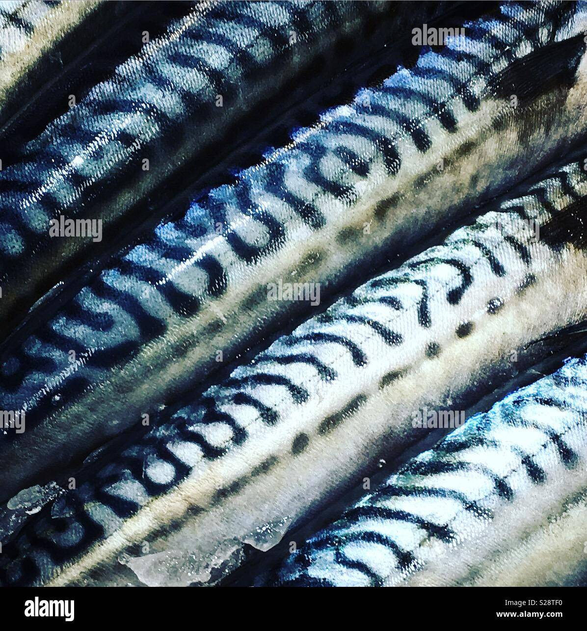 Mackerel scales hires stock photography and images Alamy