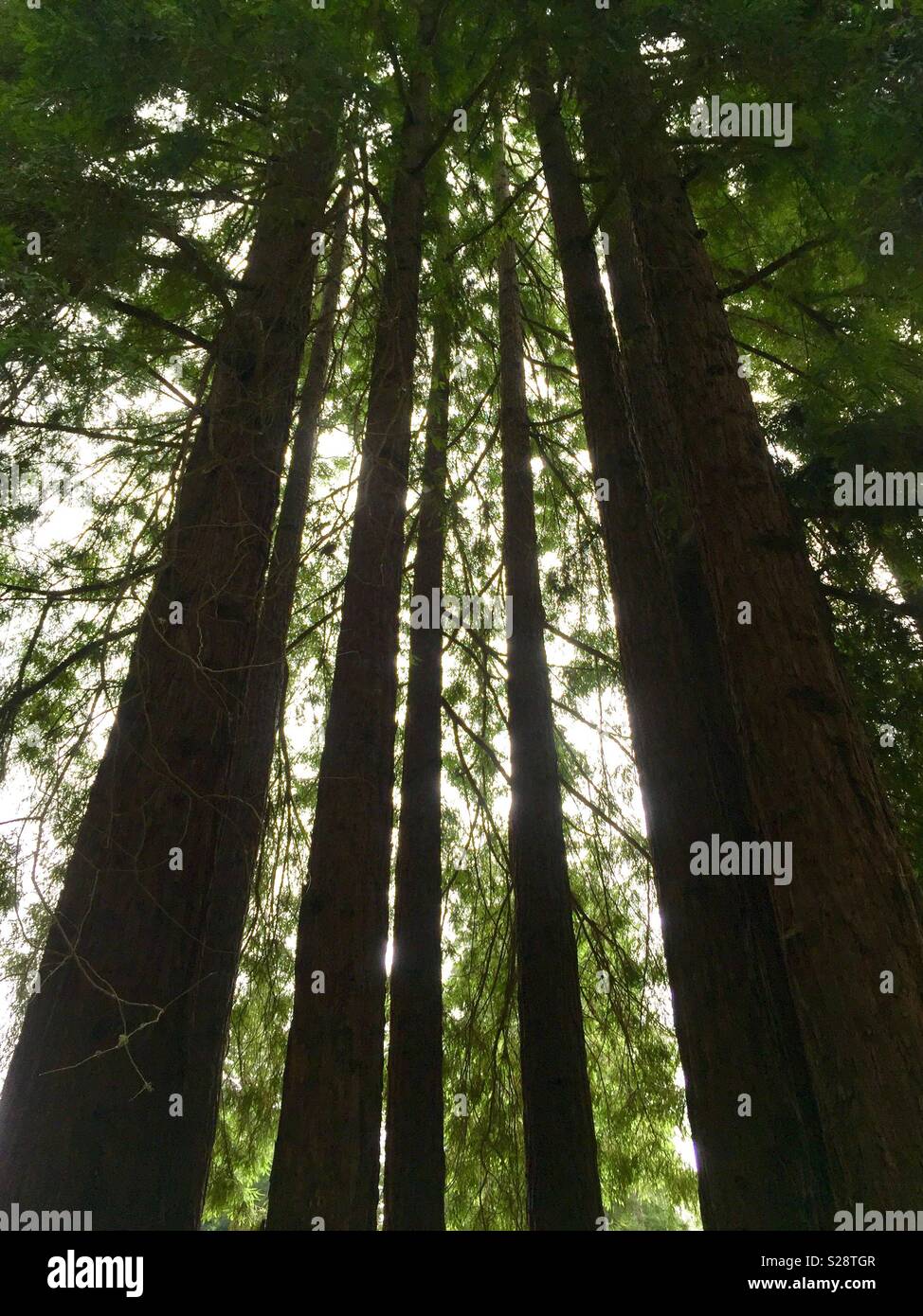 Tall trees in the forest hi-res stock photography and images - Alamy