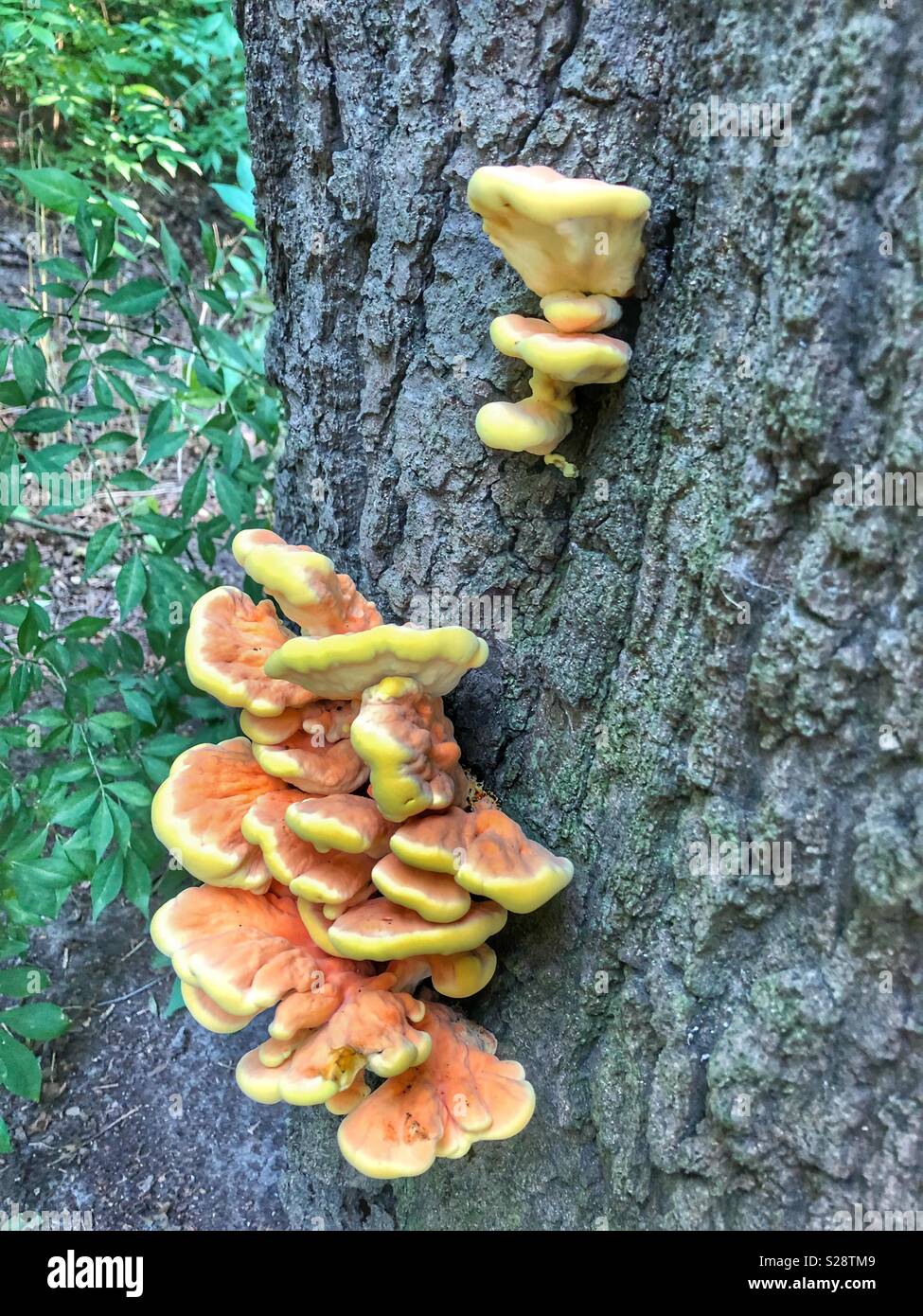 Mushroom growth on a tree Stock Photo Alamy
