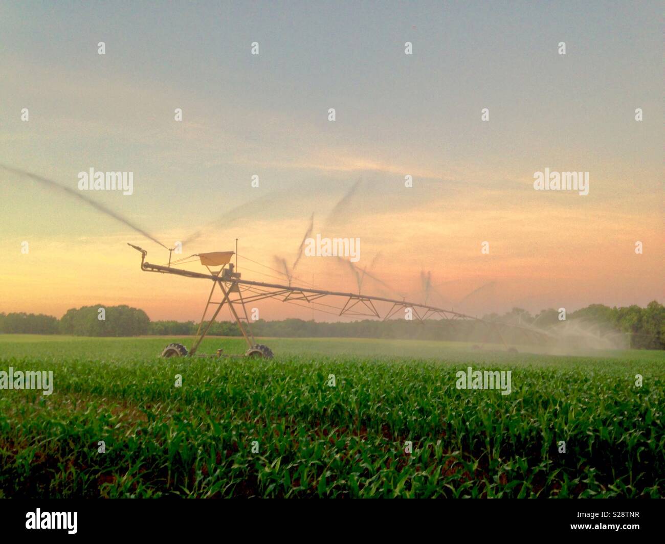 Morning sky backs photo of irrigation rig watering lush corn field in ...
