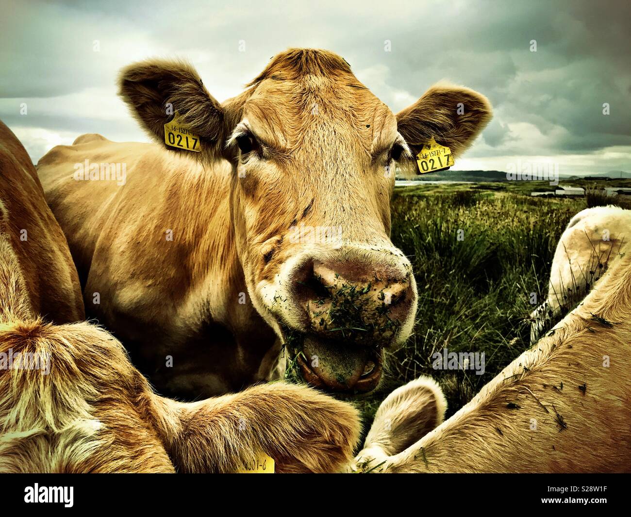 Irish beef cattle - Smartphone Captured Stock Image