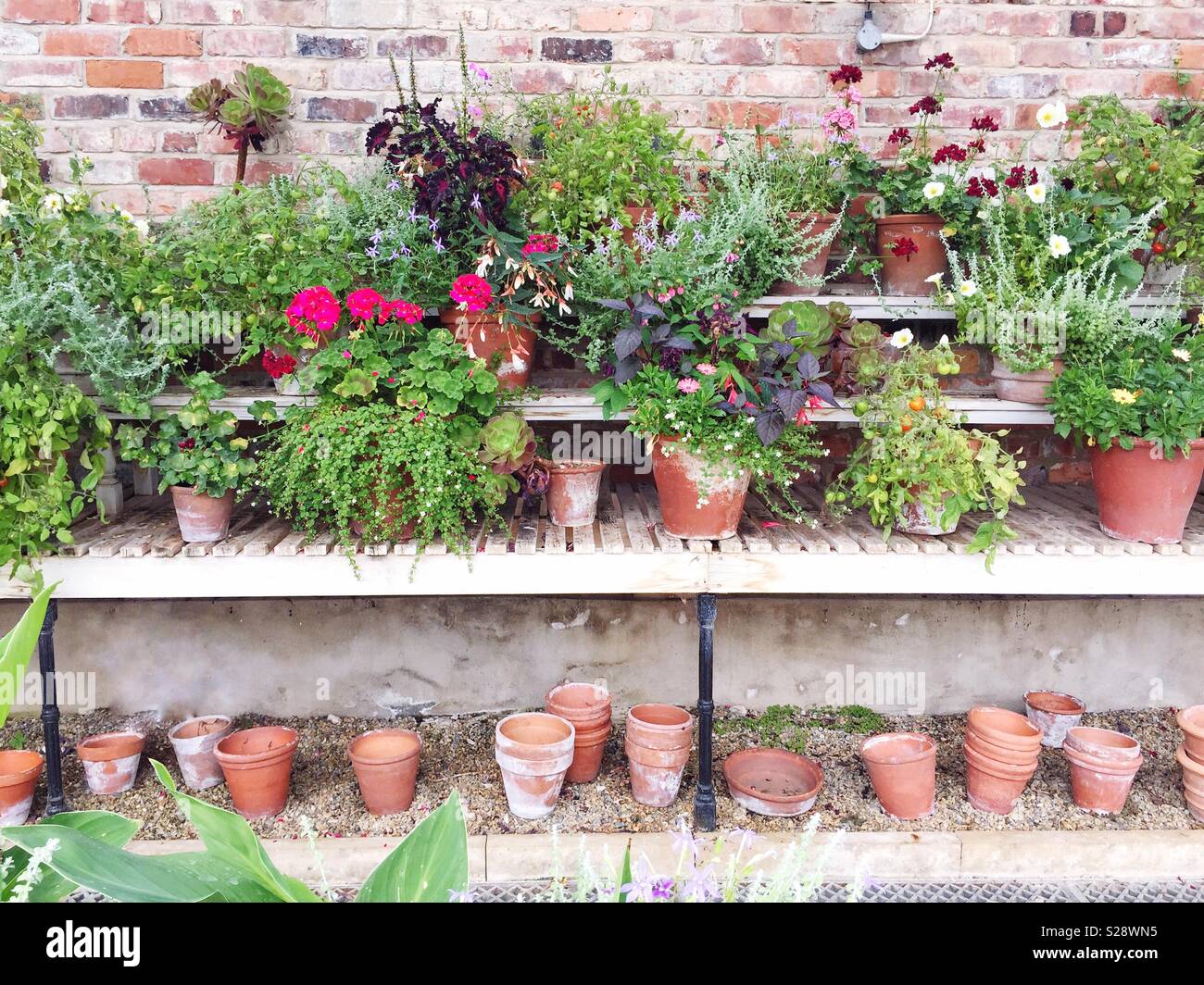 The interior of a greenhouse or potting shed with potted plants on