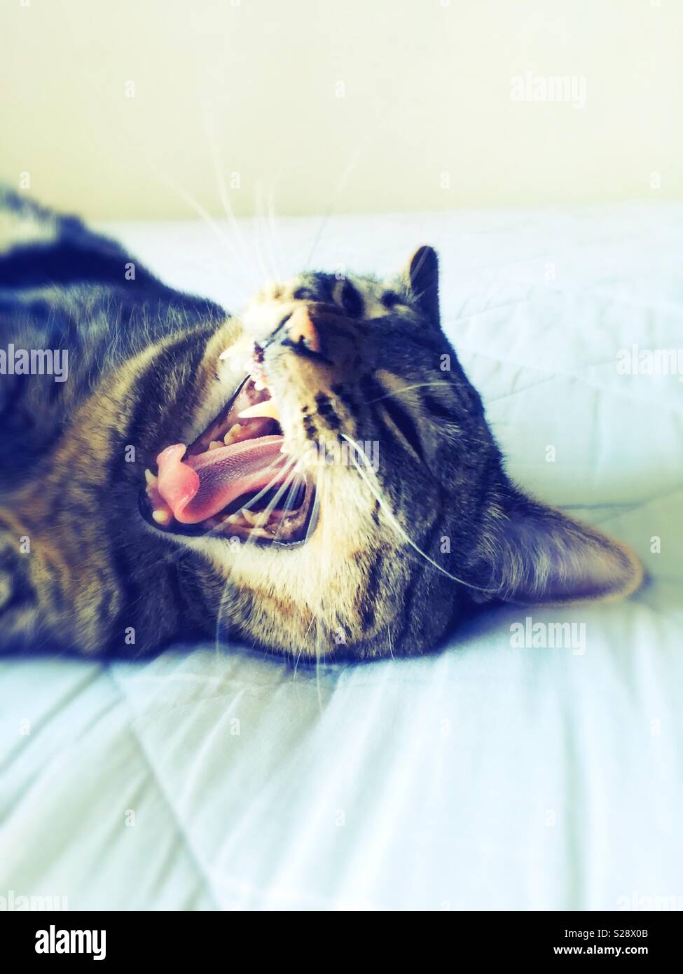 A tabby cat yawning. Stock Photo