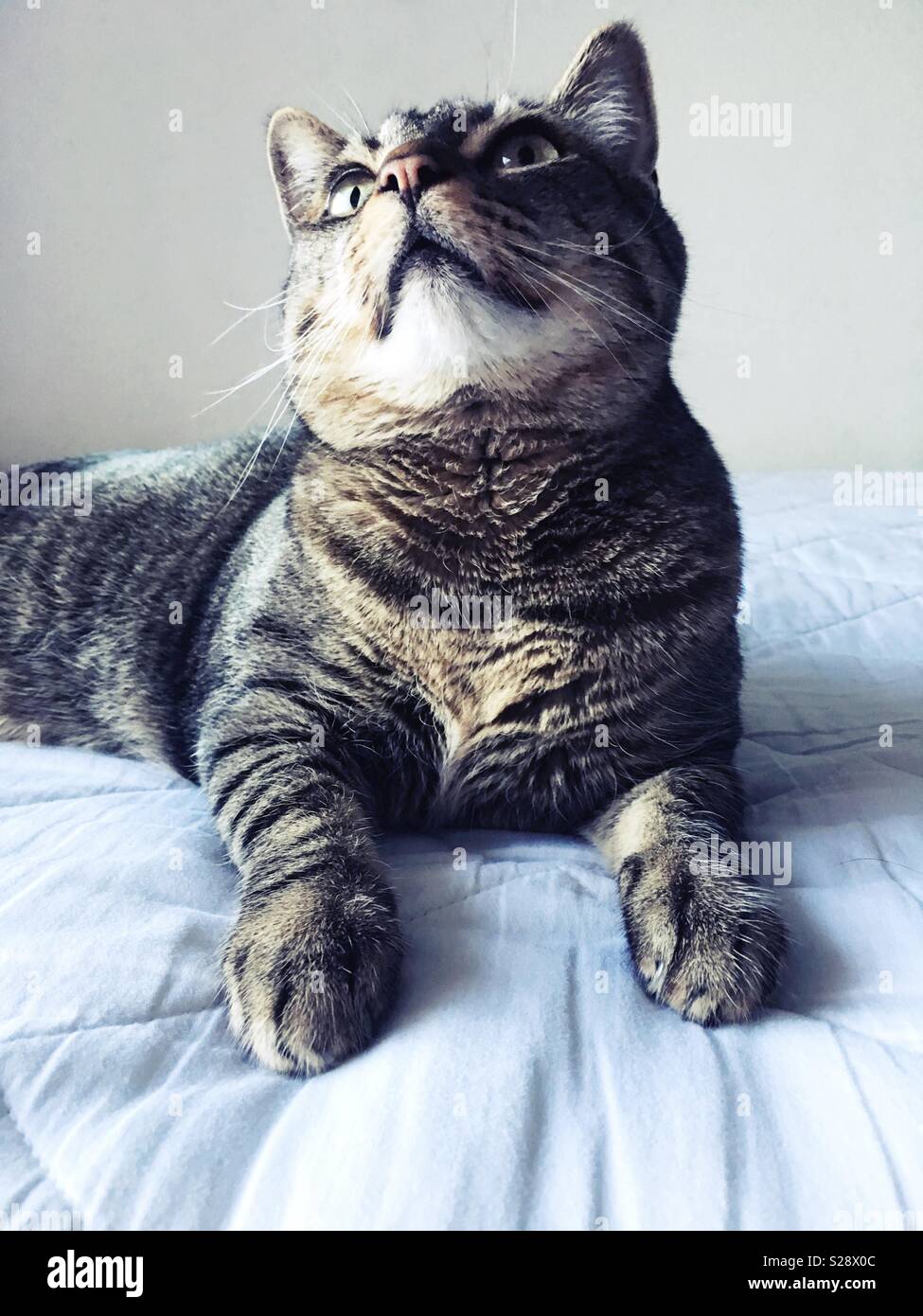 A tabby cat looking up. Stock Photo