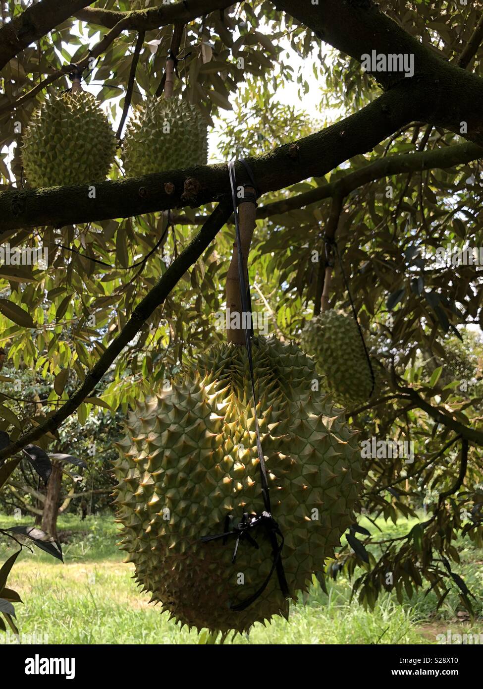 Sầu Rieng Ri6 Stock Photo Alamy