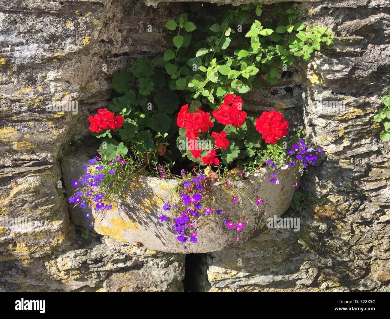 Red flowers in stone trough Stock Photo Alamy