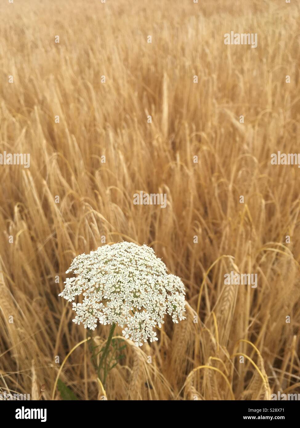 Golden Wheat field in the summer and white hogweed or cow-parsnip ( Heracleum Sphopdylium )in focus in the foreground .Portait of a wild flower in Norfolk UK. Stock Photo