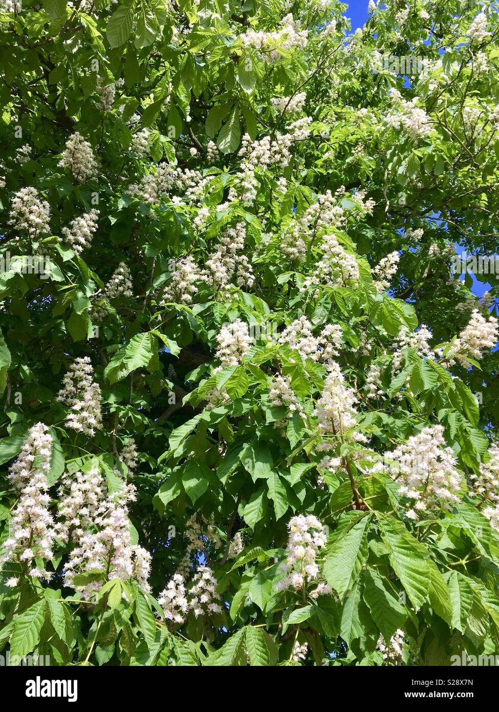 Big horse chestnut tree hi-res stock photography and images - Alamy