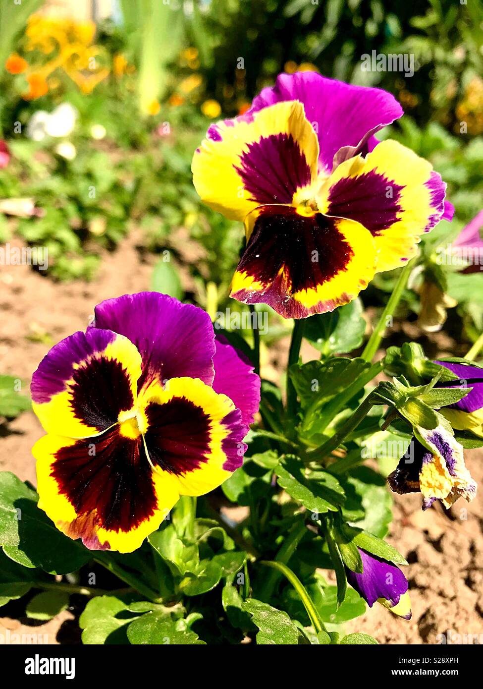 Summer weather flowers hi-res stock photography and images - Alamy