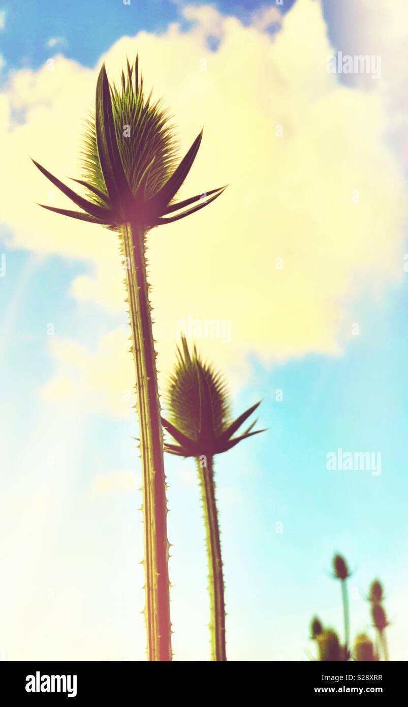 Plants and leaves at end of season as part of botanical life cycle, in a dormant state, crisp, dry and seeding - Smartphone Captured Stock Image