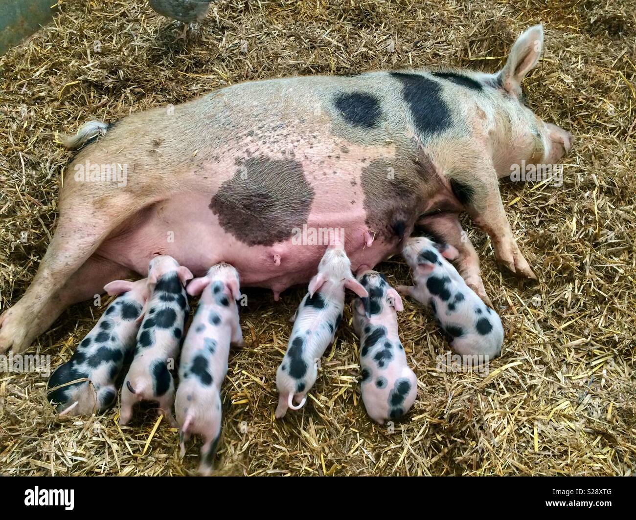 Feeding time - Smartphone Captured Stock Image