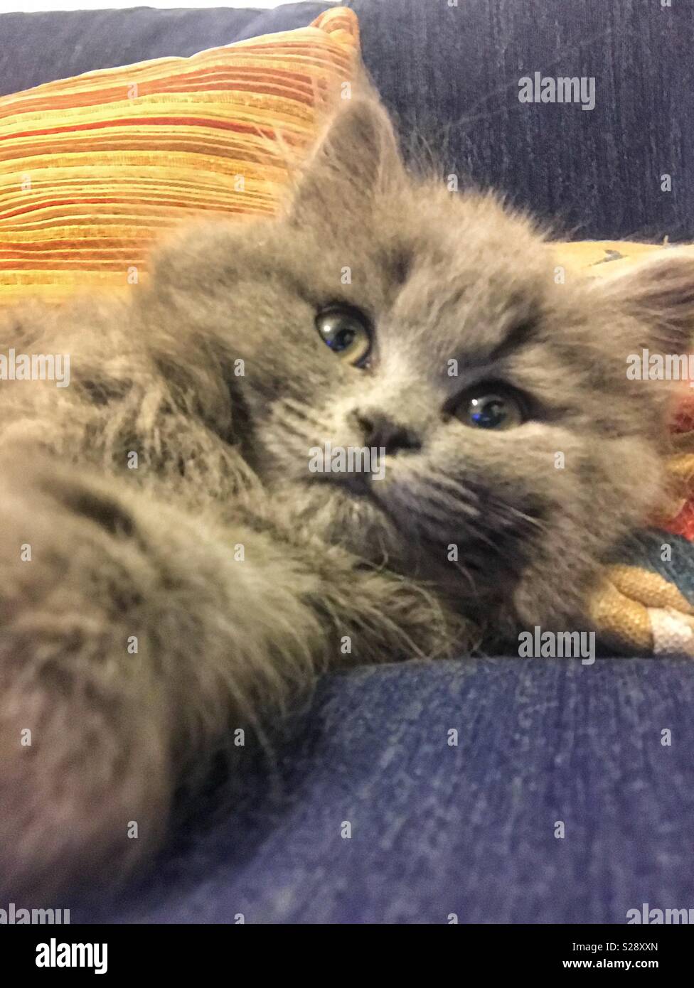 Portrait of grey cat looking innocent - Smartphone Captured Stock Image