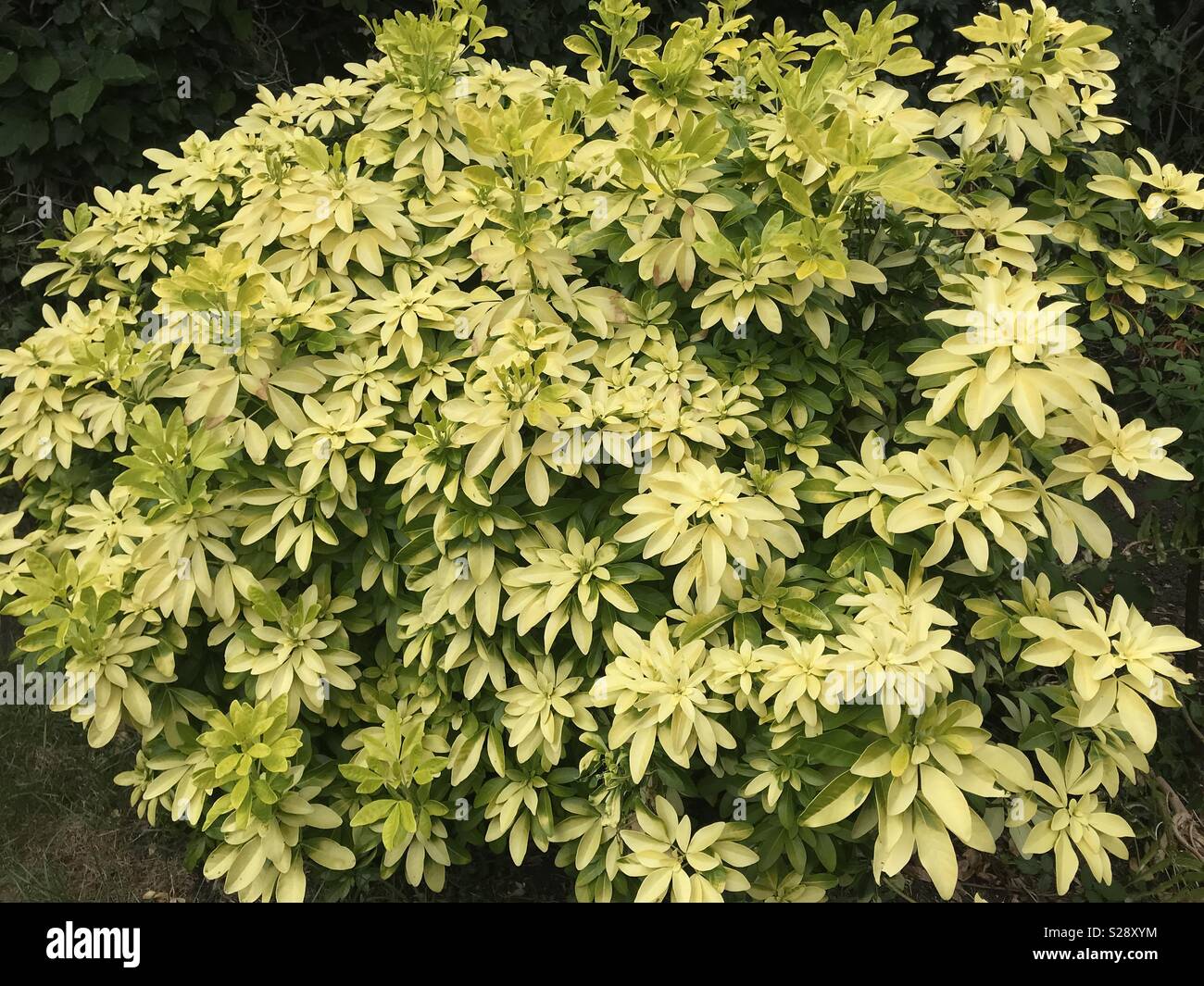 Shrub nature hi-res stock photography and images - Alamy