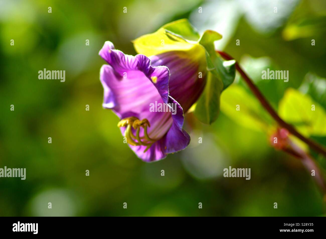 Purple flower against a bokeh background Stock Photo - Alamy