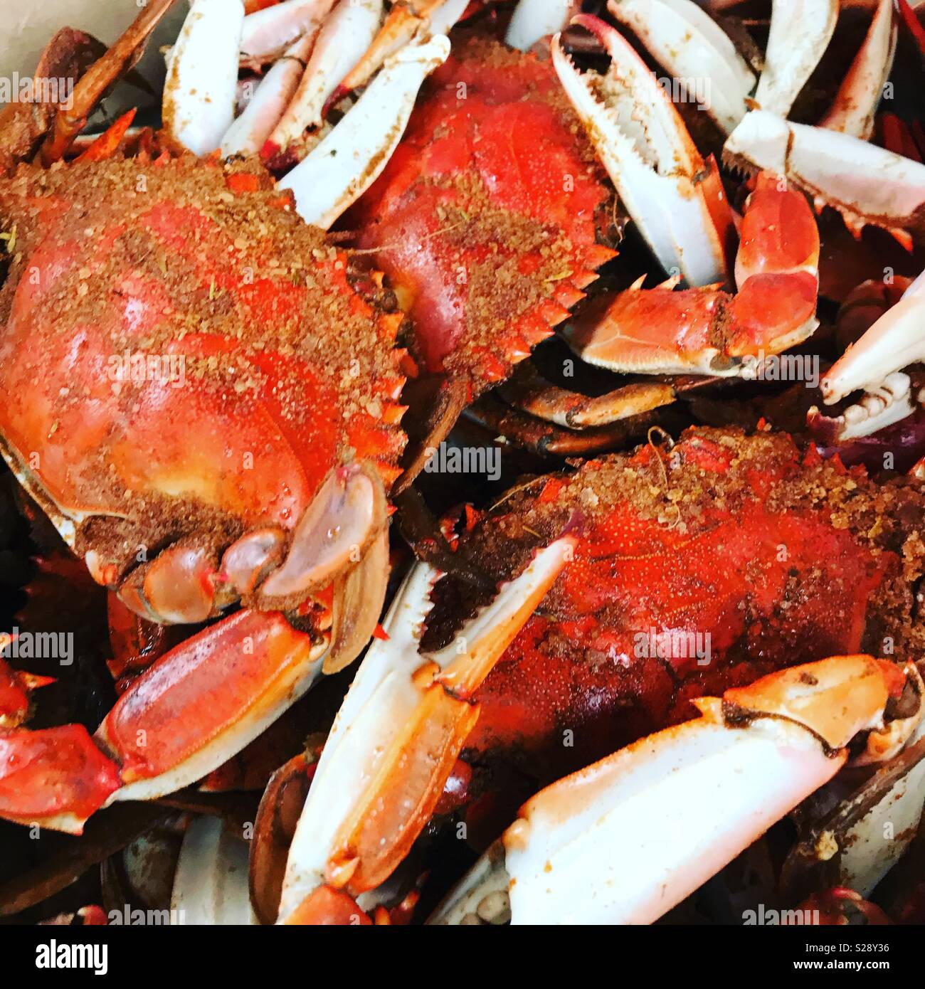 Fresh steamed crabs Stock Photo