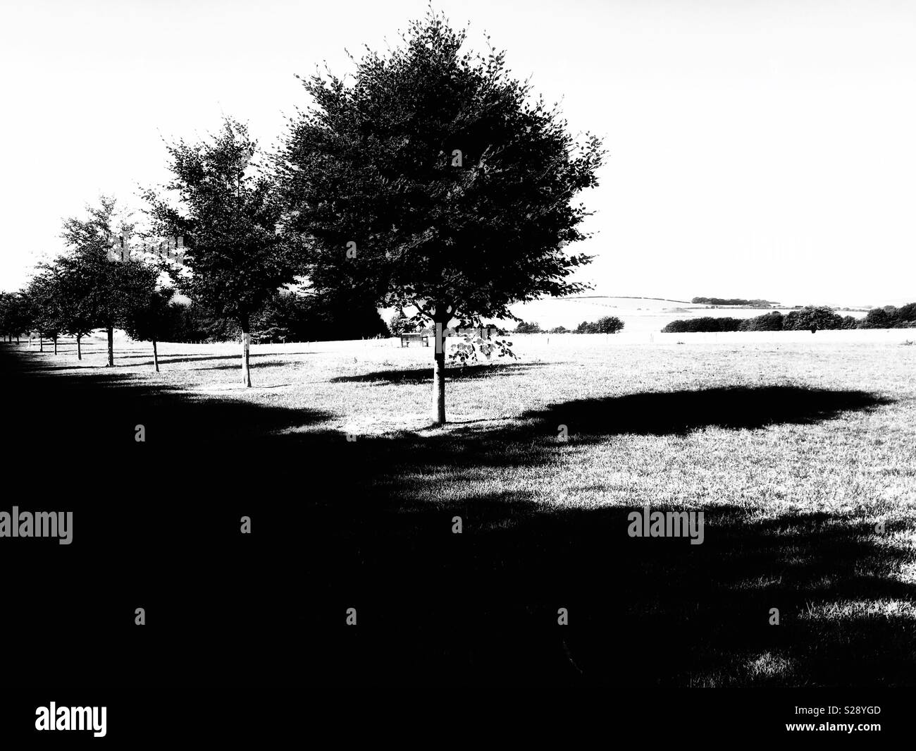Small round trees casting summer shadows on grass in mono Stock Photo ...
