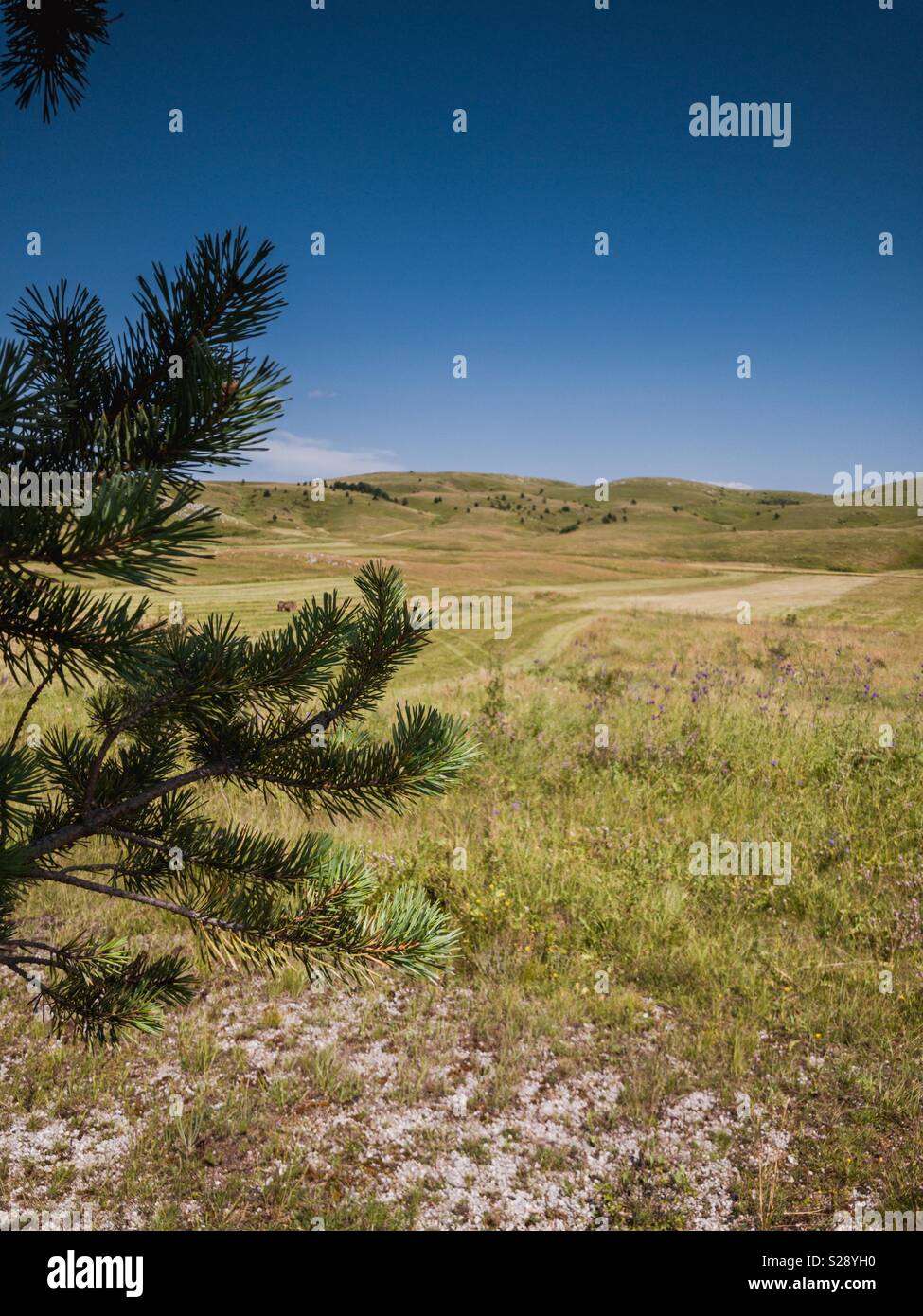Green meadows and pine tree branch Stock Photo