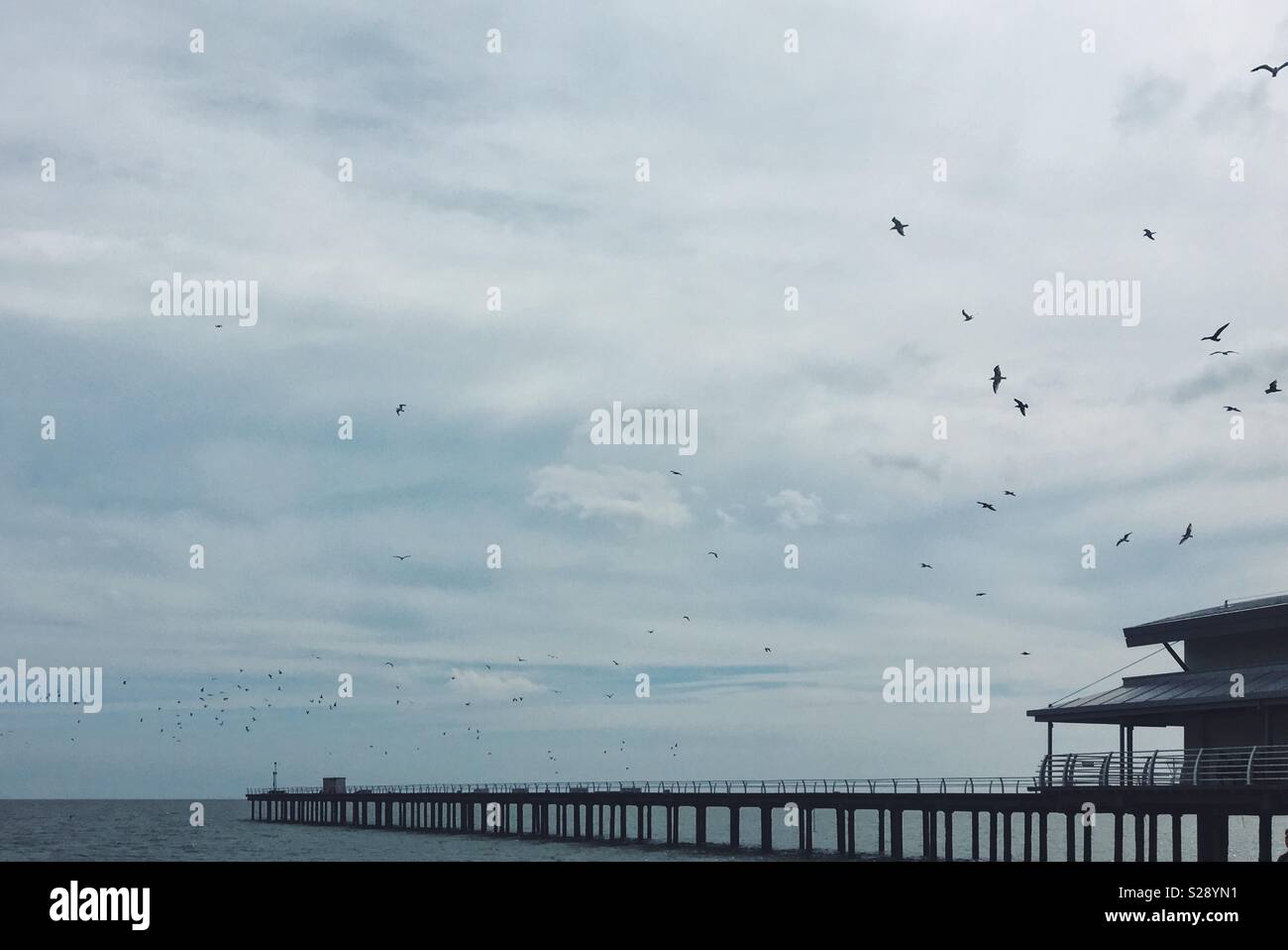 Seagulls over Felixstowe pier Stock Photo
