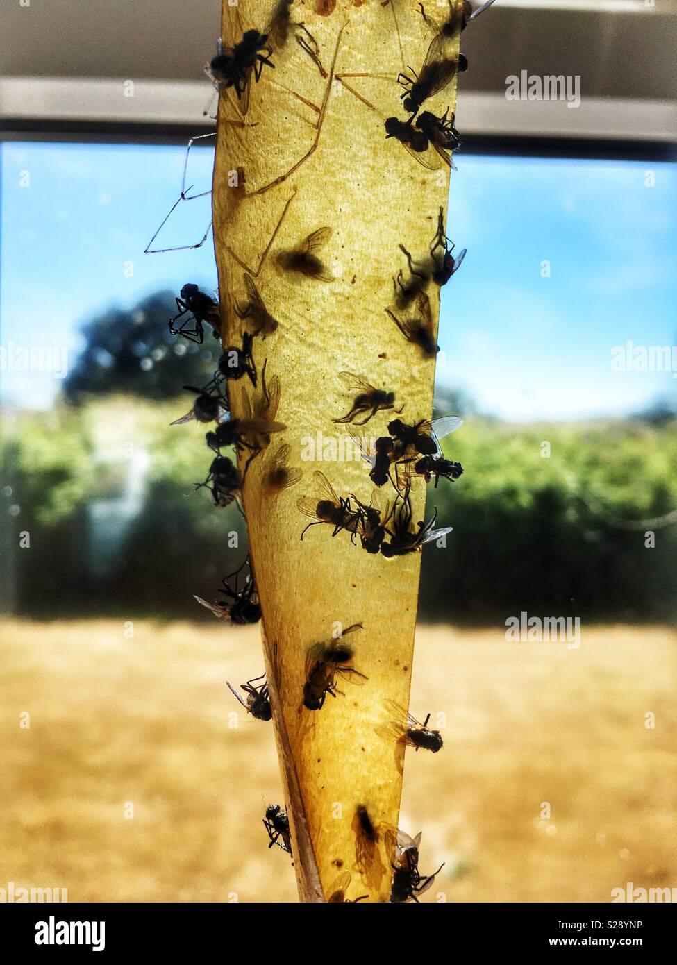 Sticky fly trap in kitchen window - Smartphone Captured Stock Image