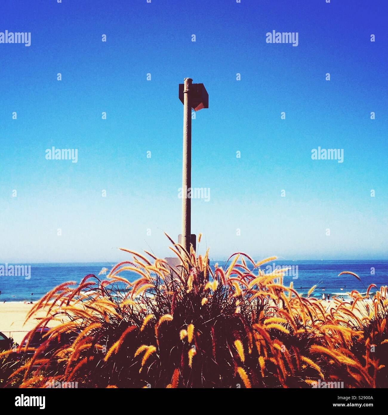 A light pole sits against sea oats near the beach in El Porto, California near Manhattan Beach Stock Photo