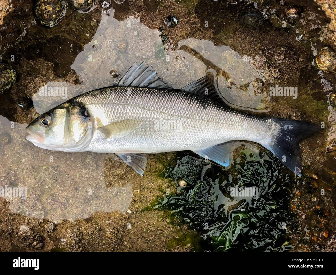 Live Sea Bass ( Dicentrarchus labrax) resting in a pool before being released. - Smartphone Captured Stock Image