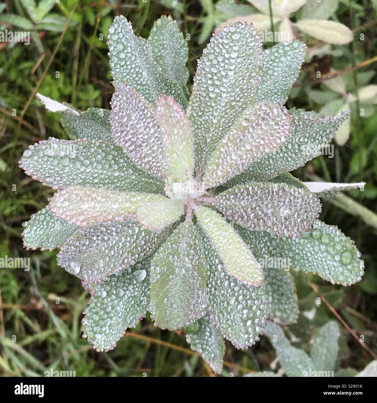 Dew-covered leaves in morning, Deception Pass State Park, Washington - Smartphone Captured Stock Image