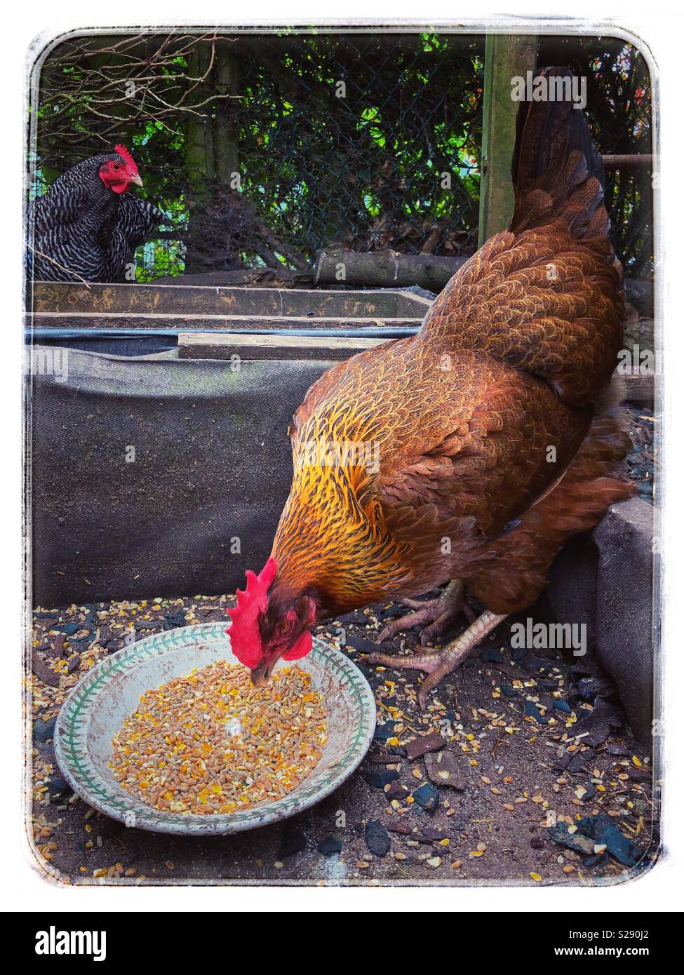 Chicken eating corn Stock Photo Alamy