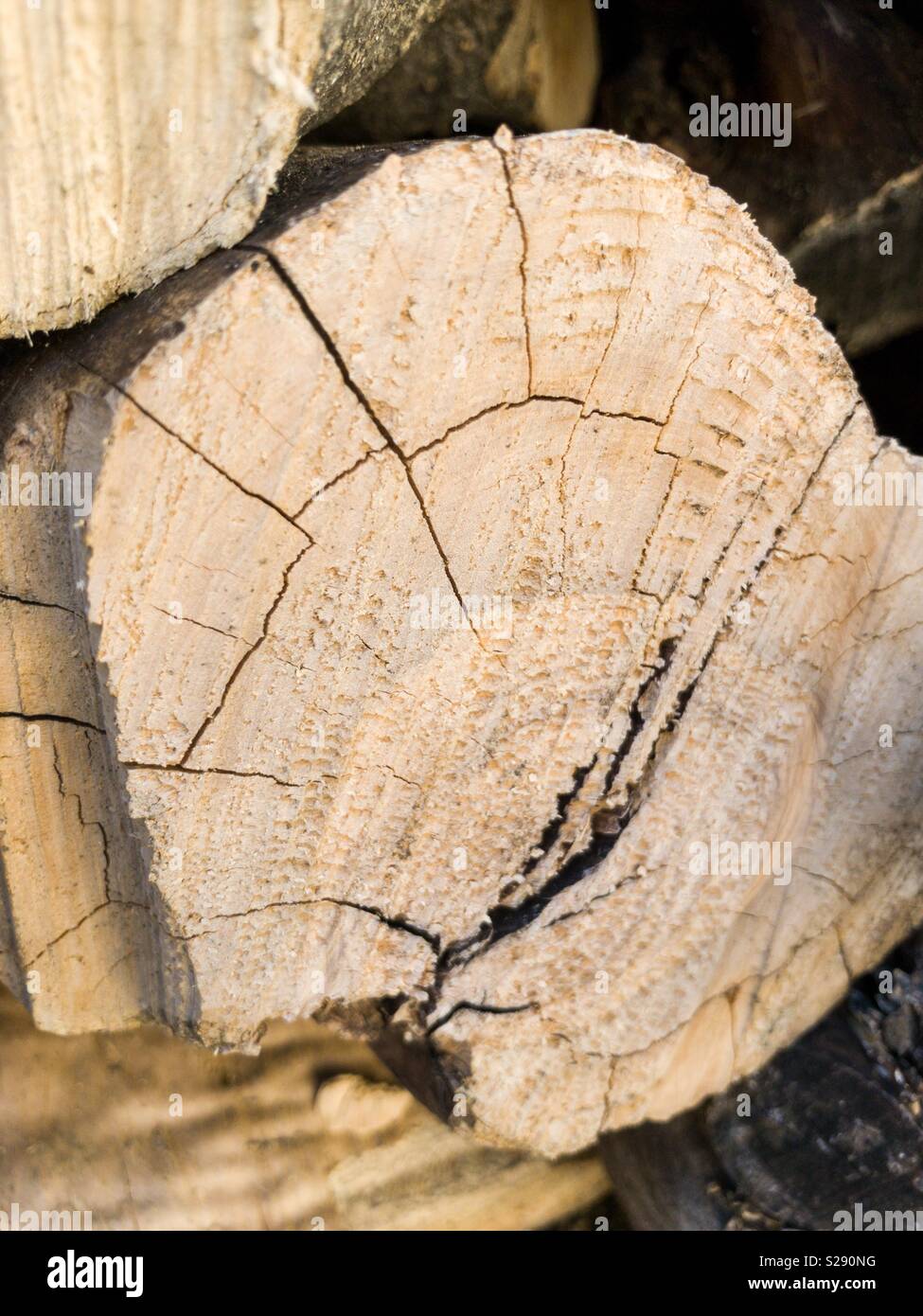 Tree trunk close up Stock Photo