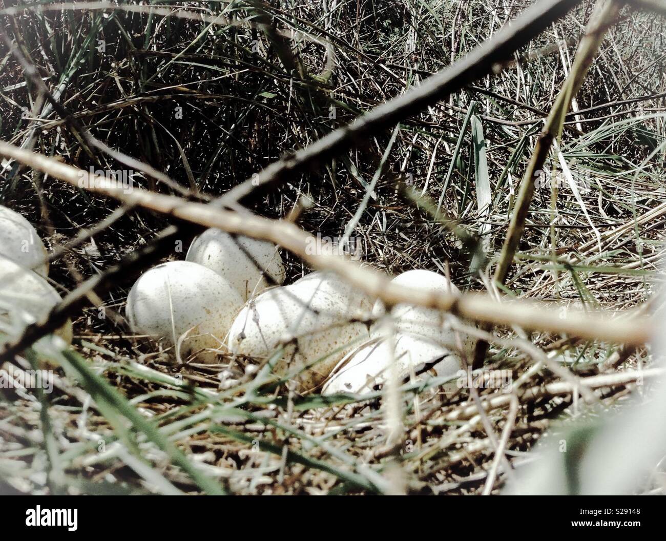 Nest of turkey eggs hires stock photography and images Alamy