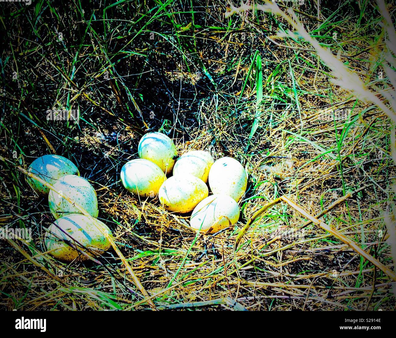 Wild turkey nest hires stock photography and images Alamy