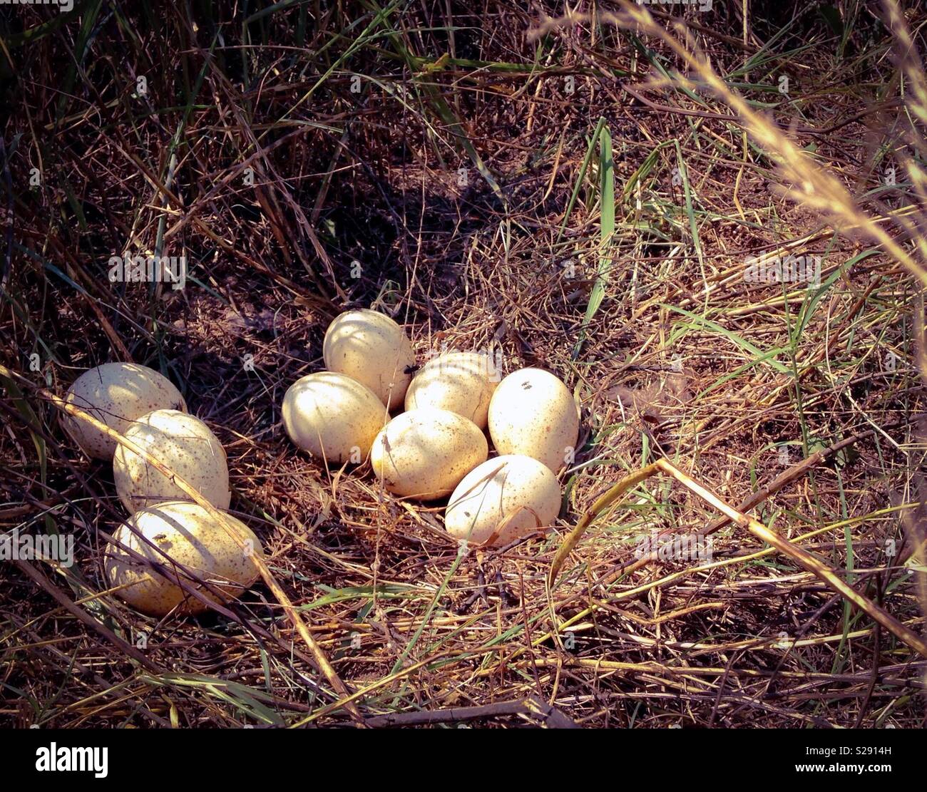 Wild turkey nest hires stock photography and images Alamy