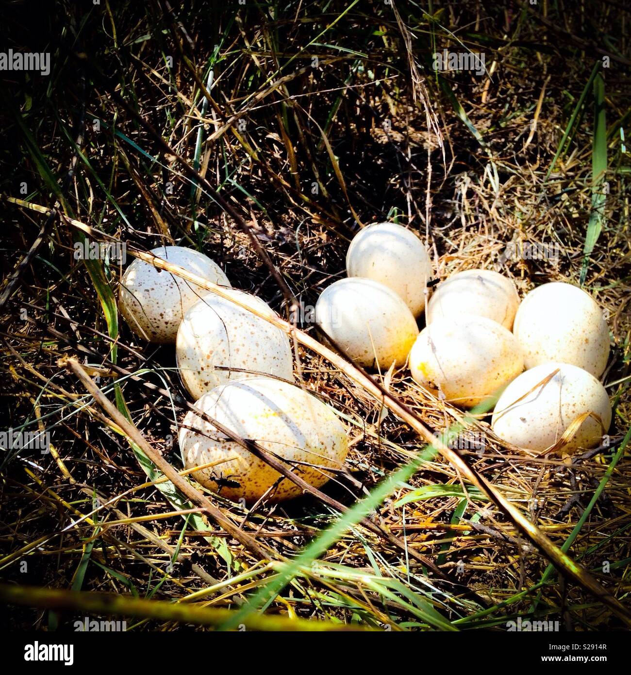 Nine eggs hires stock photography and images Alamy