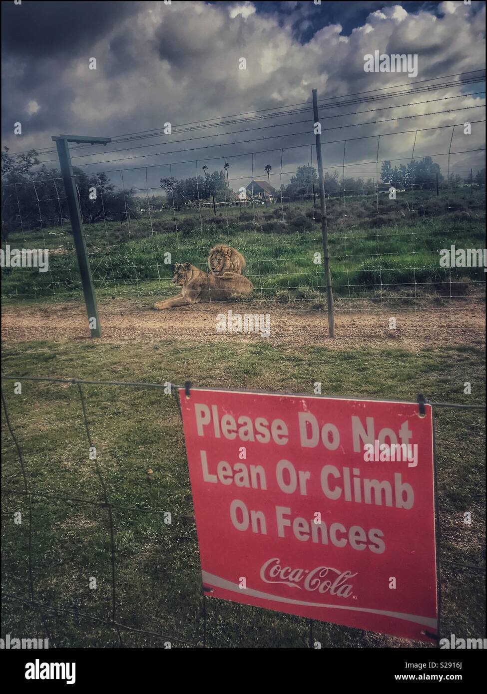Drakenstein Lion Park, Klapmuts, Western Cape Province, South Africa. - Smartphone Captured Stock Image