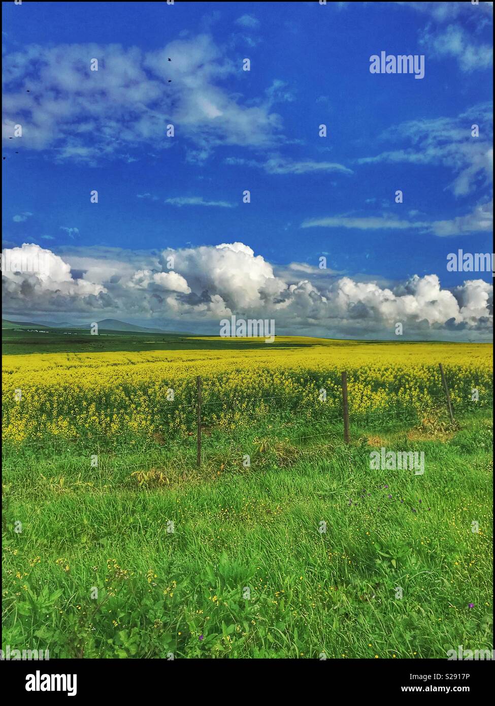 Rapeseed field, Western Cape Province, South Africa. - Smartphone Captured Stock Image