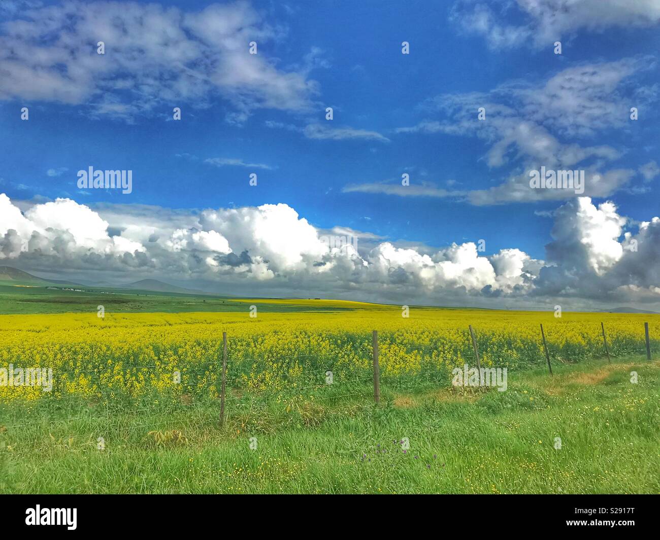 Rapeseed field, Western Cape Province, South Africa. - Smartphone Captured Stock Image