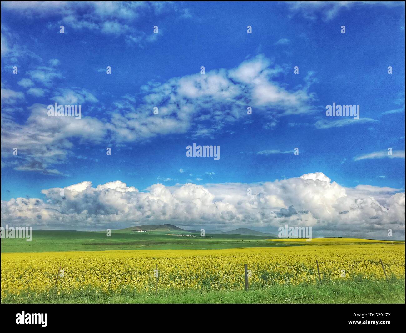 Rapeseed field, Western Cape Province, South Africa. - Smartphone Captured Stock Image