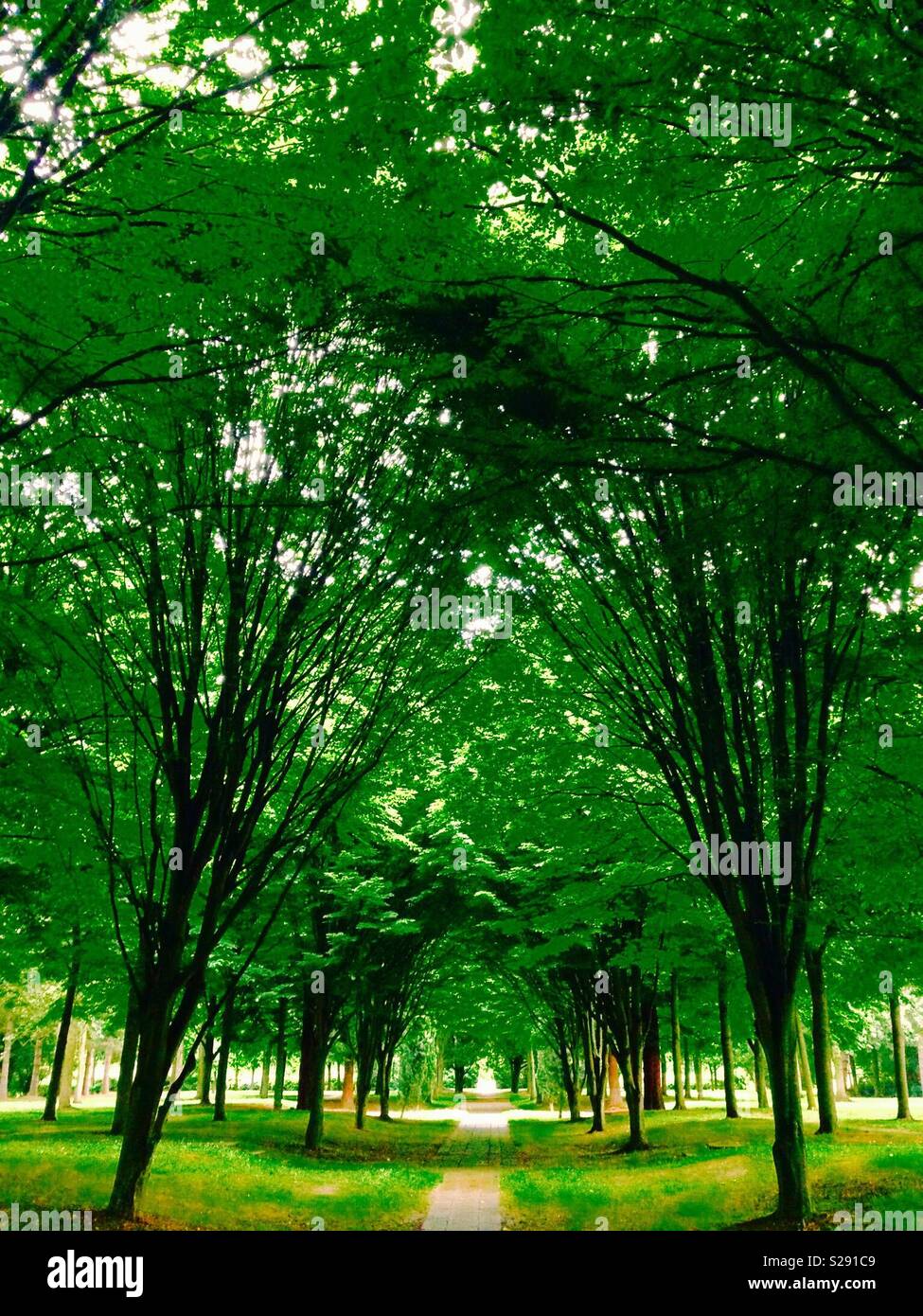 Tree cathedral Milton Keynes Stock Photo Alamy
