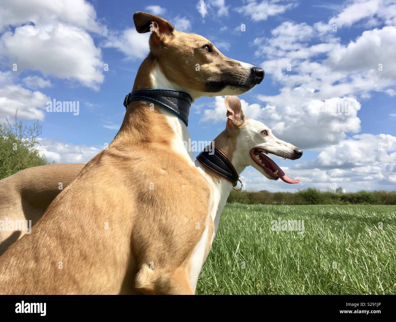 Two whippets  in uk country side with big sky Stock Photo